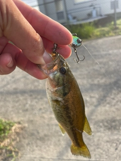 ラージマウスバスの釣果