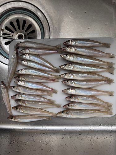 キスの釣果