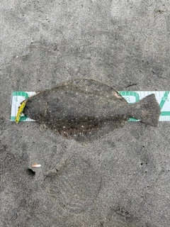 ソゲの釣果