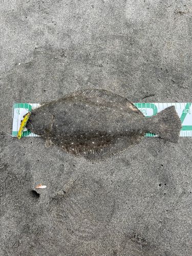 ソゲの釣果