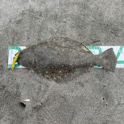 ソゲ
