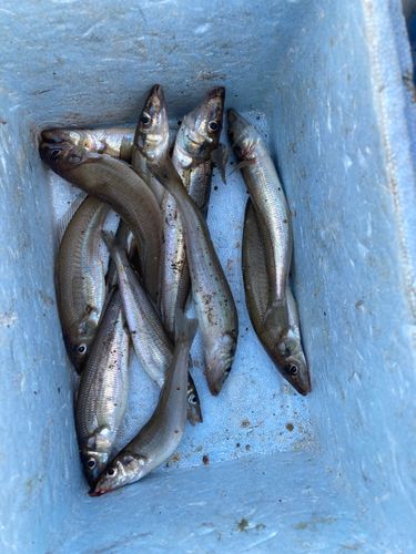 シロギスの釣果