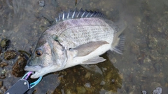 クロダイの釣果
