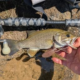 スモールマウスバス