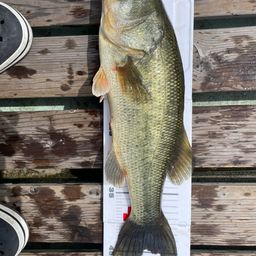 ラージマウスバス