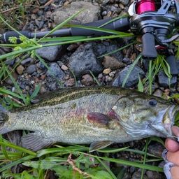 スモールマウスバス