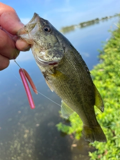 ラージマウスバスの釣果