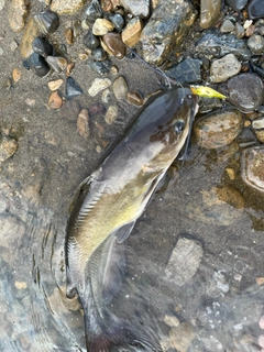 アメリカナマズの釣果
