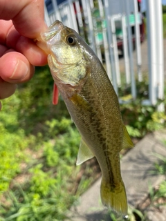 ラージマウスバスの釣果