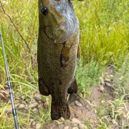 スモールマウスバス