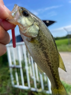 ラージマウスバスの釣果