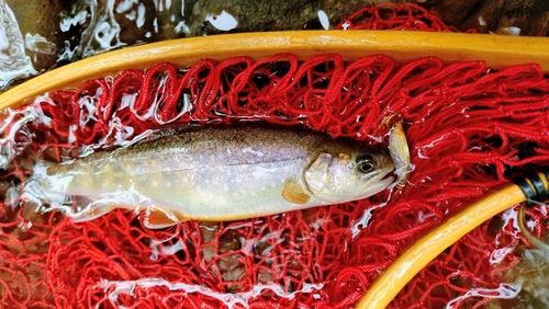 エゾイワナの釣果