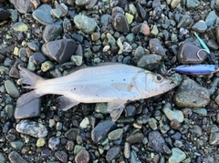 ヒラスズキの釣果