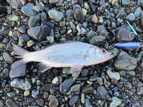 ヒラスズキの釣果