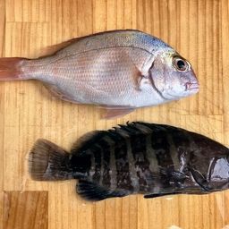 マハタモドキ