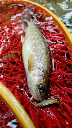 エゾイワナの釣果