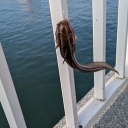 カワハギ