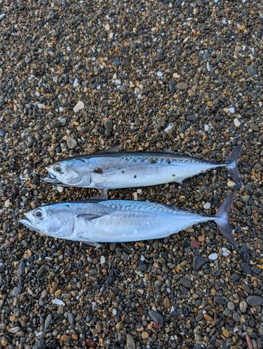 ソウダガツオの釣果