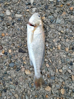 イシモチの釣果