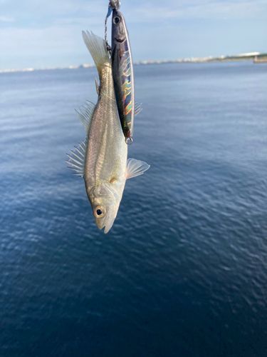 セイゴ（マルスズキ）の釣果