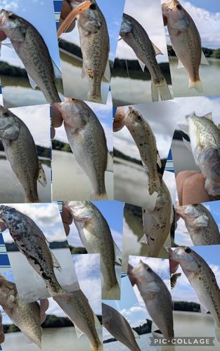 ブラックバスの釣果