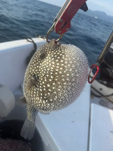 ミゾレフグの釣果