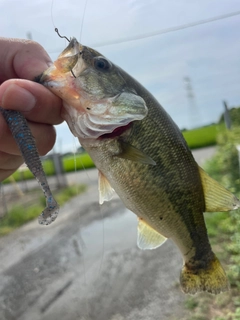ラージマウスバスの釣果