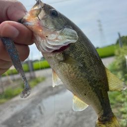 ラージマウスバス