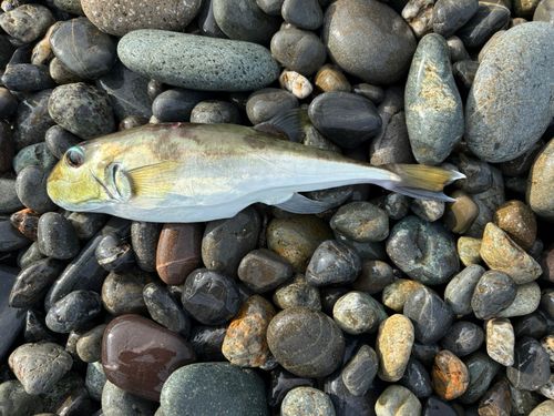 シロサバフグの釣果