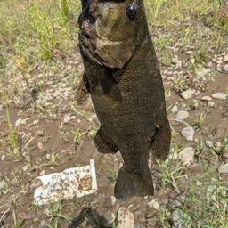 スモールマウスバス