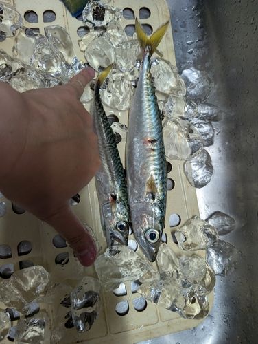 サバの釣果