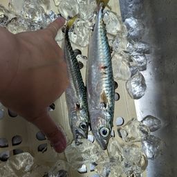 サバ