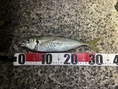マルアジの釣果