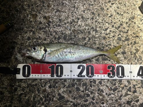 マルアジの釣果
