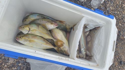 ショゴの釣果
