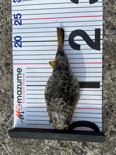 フグの釣果