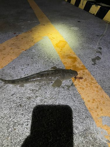 マゴチの釣果