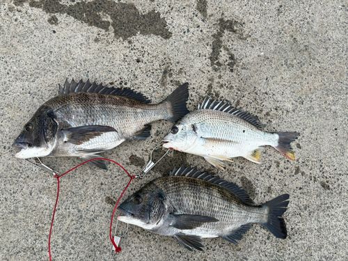 チヌの釣果