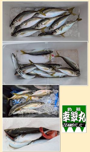 オニアジの釣果