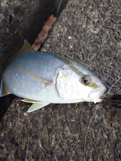 ショゴの釣果