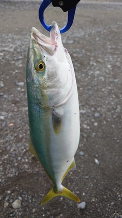 イナダの釣果
