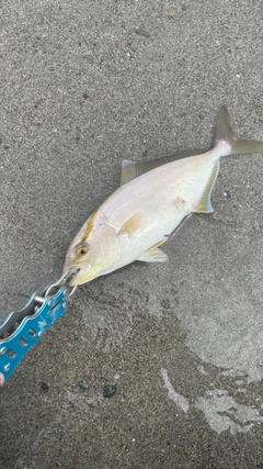 ショゴの釣果