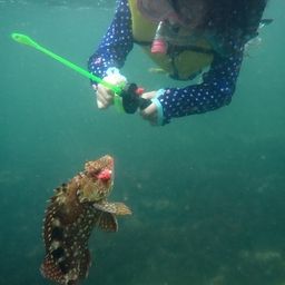 カサゴ