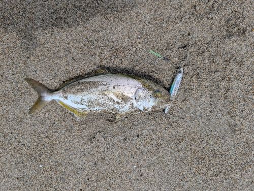 ショゴの釣果