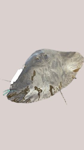 ツバクロエイの釣果