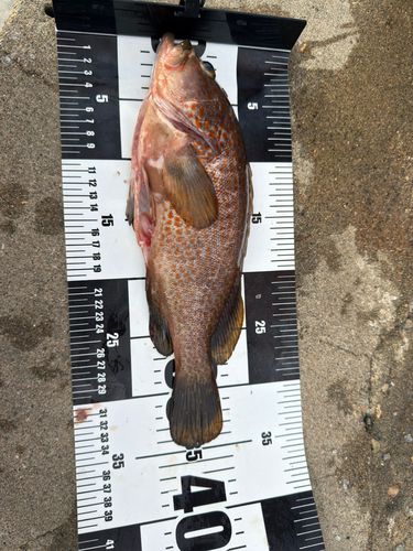 キジハタの釣果