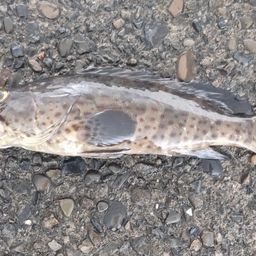 チャイロマルハタ