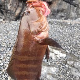 ヤミハタ