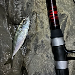 マアジの釣果