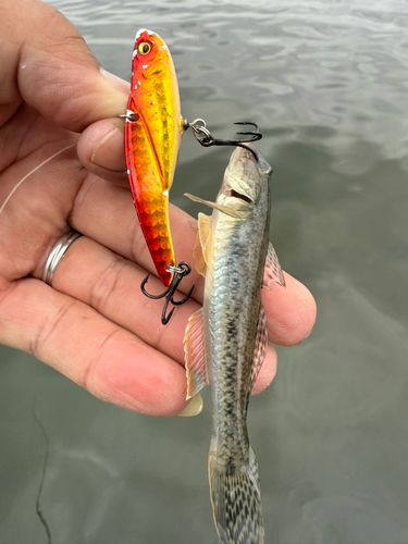 ハゼの釣果